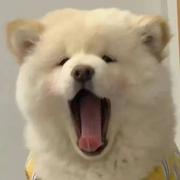 JesseYen的个人资料头像