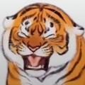 游隼涅槃头像