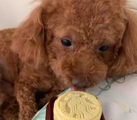 快乐的转莲le头像