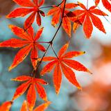 才高八斗松鼠g头像