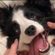 先天超级牛马的个人资料头像