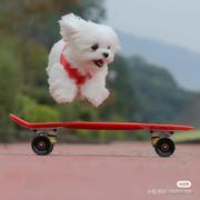 椰奶清补凉的个人资料头像