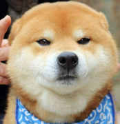 一样的doge的个人资料头像