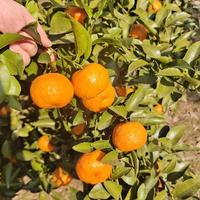 余下年岁安好头像