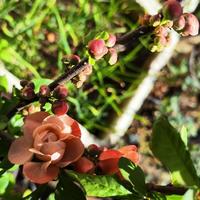 米斯特占山为王头像