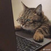 吃我一拳猫猫拳的个人资料头像