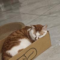 好学可乐PVL头像