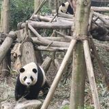 隔壁杨师头像