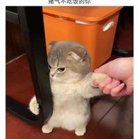 青涩咖啡you头像