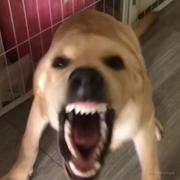 严厉的小火龙的个人资料头像