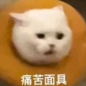 小灰狼狼头像