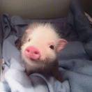 前端摸鱼大师30的个人资料头像