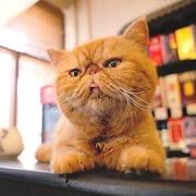 猫叶886的个人资料头像