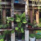 清风酱44176的个人资料头像