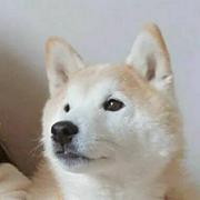 LinwCui的个人资料头像