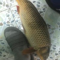 尹家铺钓王头像