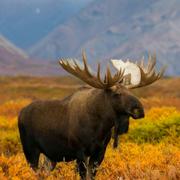 冯剑锋的个人资料头像