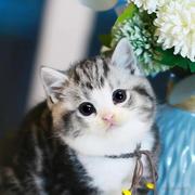 SuperBing的个人资料头像