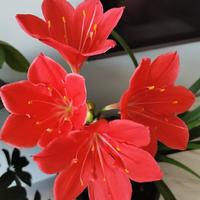 咖啡可乐1234567890头像