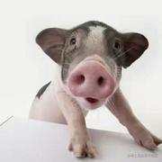 猪猪侠不要_996的个人资料头像