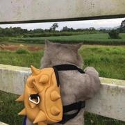 猫小哈的个人资料头像