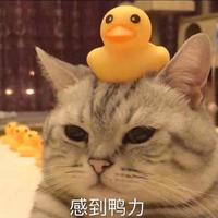 奇妙风声20m头像