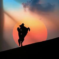 大硬帅强的肖恩头像