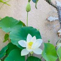 君子如竹2019头像