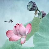 綵sēの蜉生侠头像