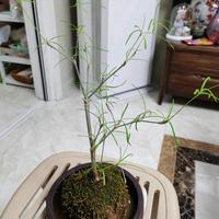 人间烟火🔥头像