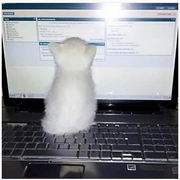 Roller的个人资料头像