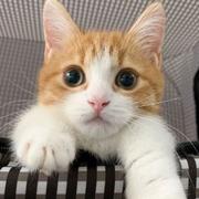 11点睡觉的憨憨的个人资料头像