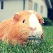 青藤枯木的个人资料头像