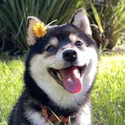 Magic453的个人资料头像