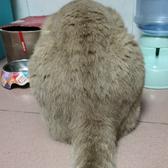 小卍吉头像