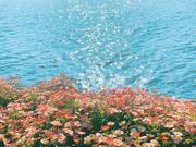 Loson的个人资料头像