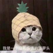 飒沓的个人资料头像