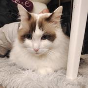 入门小白的个人资料头像