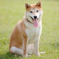 大西安小刘刘头像