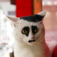 鸡因金特ong通头像