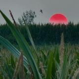 留着鲸鱼的猫头像