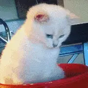 蓝天依旧我已不再年轻的个人资料头像