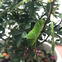 凤铝工业铝材麦锐辉头像