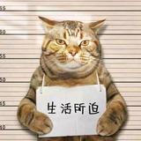 挖机破坏王头像