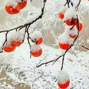 雪地里梅花印头像