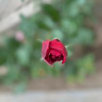 夕阳下静赏的海边遐客头像