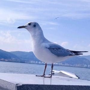 贝小驴头像