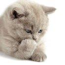 白马非马爱学习的个人资料头像