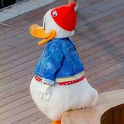 蛋总429的个人资料头像