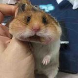 东莞炒家头像